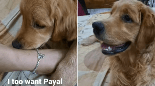 Watch the Cute Reaction of this Dog After Wearing Payals on its Paws