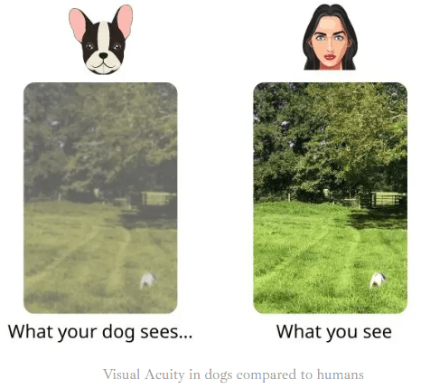 dog vision simulation