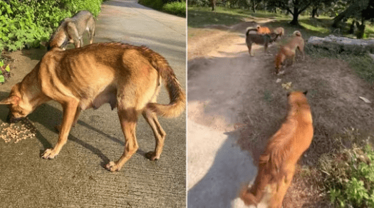 A Man from Thailand Shared the Inspiring Survival Story of Mom Dog and Her Pups