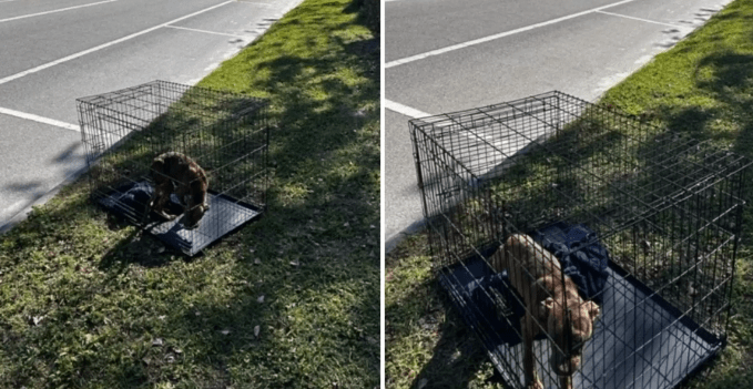 Abandoned Dog Waits In Cage Near The Road, Hoping Someone Will See it