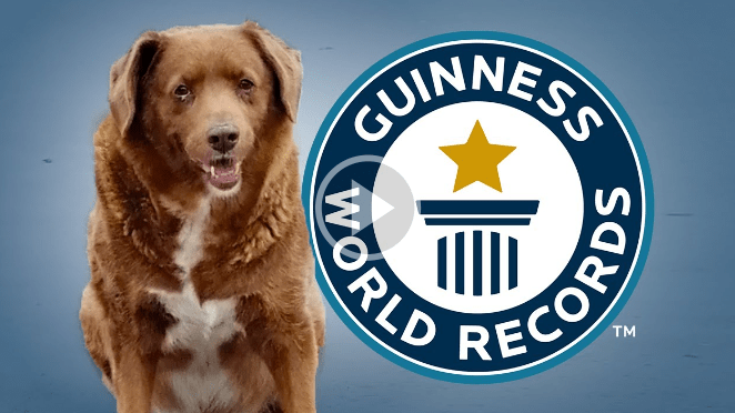 Bobi, World’s Oldest Dog Ever Celebrates 31st Birthday