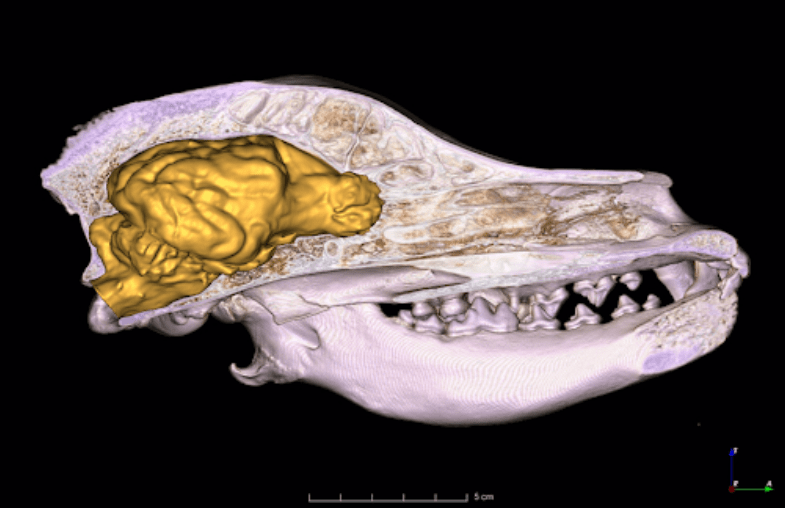 CT scan of a Hungarian vizsla skull showing where the brain would sit. (Kálmán Czeibert)