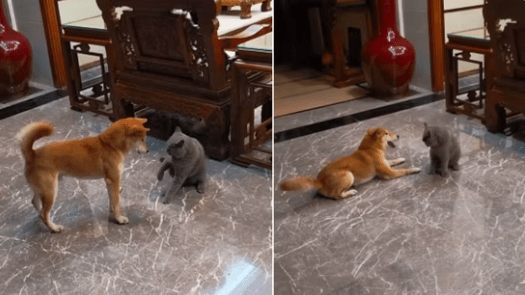 Cat Bewildered as Dog Goes Spinning on the Floor Hilarious Video Inside