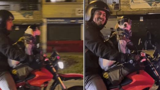 Dog Enjoys a Bike Ride With Its Human Companion Watch