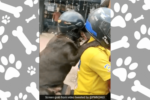 Dog Riding Bike Wearing A Helmet, Internet Says Lesson For Humans