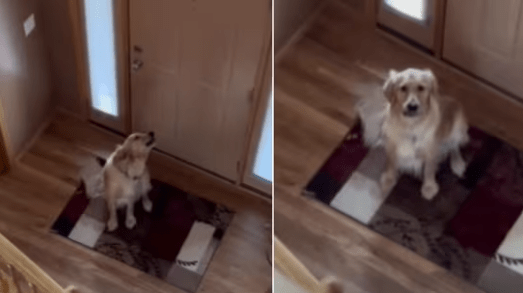 Dog Singing Loudly Recorded by Pet Owner, Watch his Hilarious Reaction!