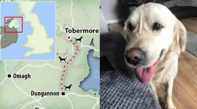 Dog Treks 64 km On Foot For 27 Days To Return To His Home In Northern Ireland.
