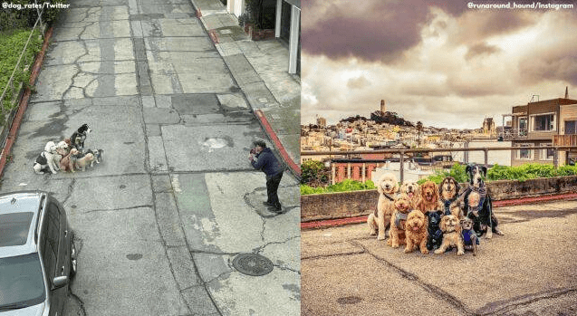Dogs Assemble for a group photo; “Best thing on the internet”