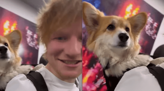 Ed Sheeran poses with cute Corgi dog in viral video