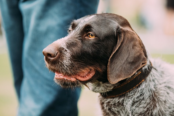 German Shorthaired Pointer: A Comprehensive Breed Guide