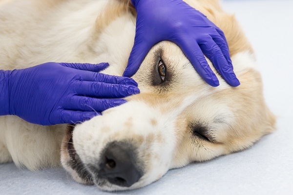 Glaucoma in Dogs - Causes, Symptoms and Treatment