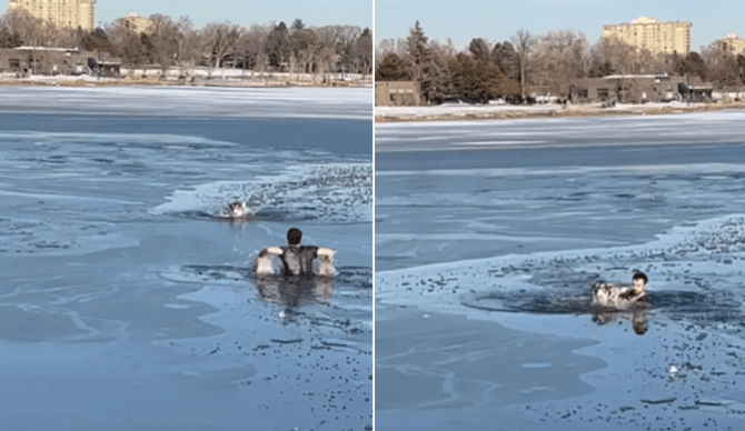 Heroic Man Rescues Drowning Husky Dog from icy Waters, Watch