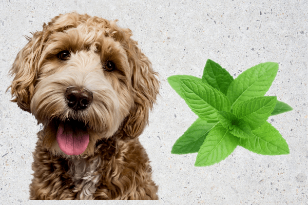 Peppermint for Dogs Weighing the Pros and Cons