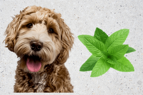 can dogs have peppermint