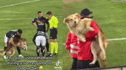 Playful Pooch Steals the Show, Clings to Ball in Viral Soccer Video