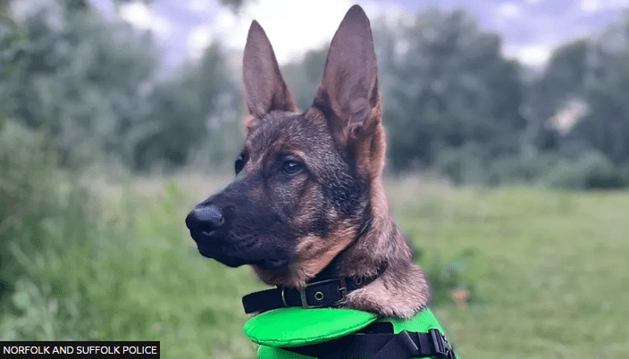 Rescued Puppy in East Suffolk Finds New Purpose as a Police Dog