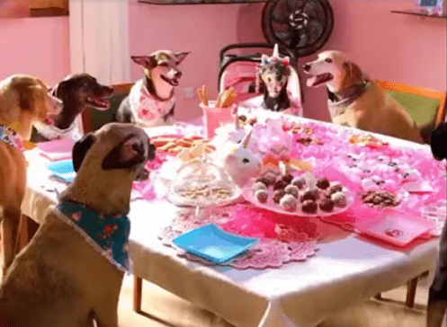 These Furry Friends’ Birthday Bash Is the Cutest Thing You’ll See Today