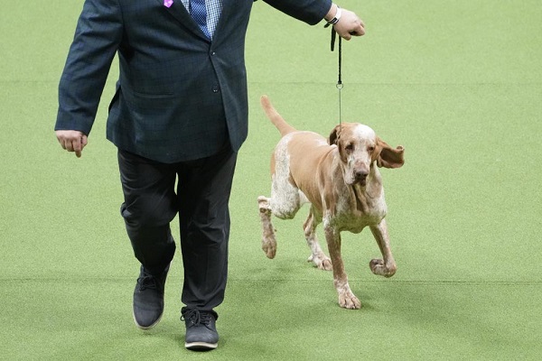 Tim McGraw's Dog Lepshi Wins New Breed at Prestigious Show