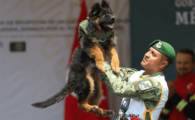 Turkey's Heartwarming Gesture to Mexico, Gifted A German Shepherd Pup