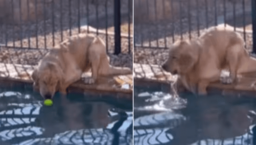 Watch How Dog Grabs a Ball from Pool Gracefully But Falls Inside