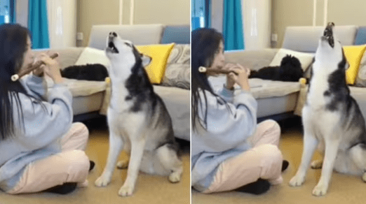 Watch Paw-some Performance; Dog Joins Flute-playing Pet Mom