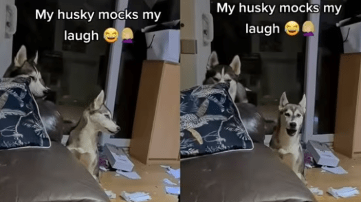 Watch Video of a Dog Imitates Pet Parent’s Laughter Perfectly
