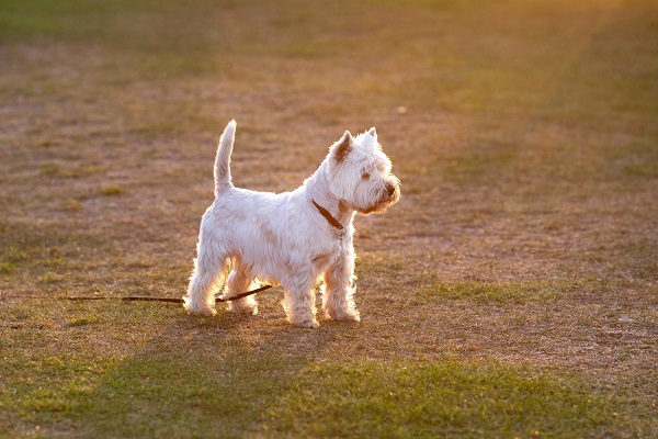 West Highland White Terriers: Your Ultimate Breed Guide