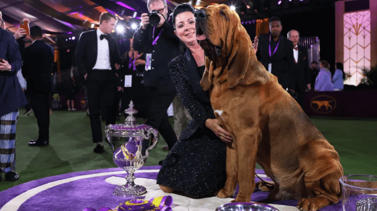 Westminster Dog Show 2023 Reveals Breed Winners and Best in Show