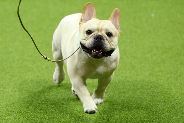 Winston the French Bulldog Most Back-for-Revenge!