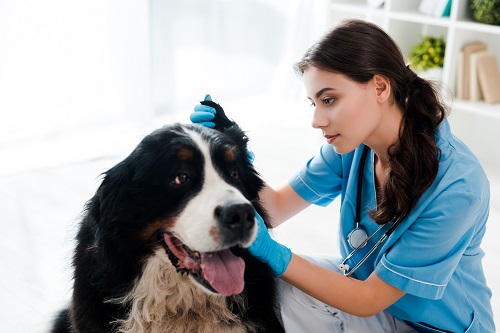 young, attentive veterinarian examining ear of bernese mountain dog