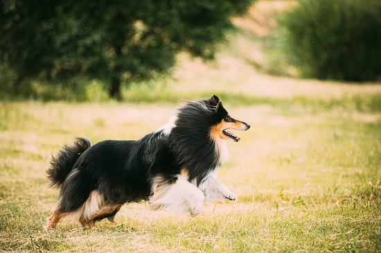 Are Shetland Sheepdogs friendly and adaptable?
