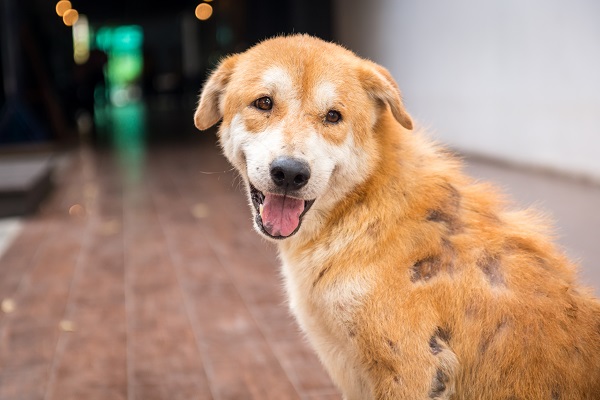 10 Common Skin Issues in Dogs