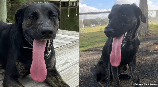 A Dog with 12.7 cm Long tongue sets the Guinness World Records, in US