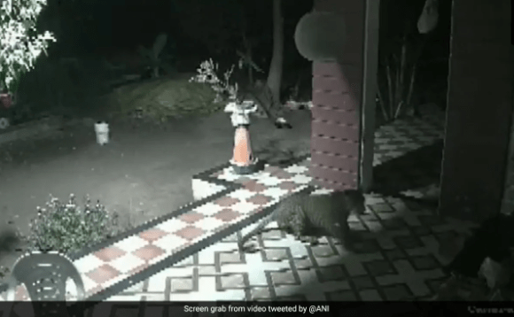 Brave Pet Dog Frightens Leopard Outside Home in Maharashtra Town