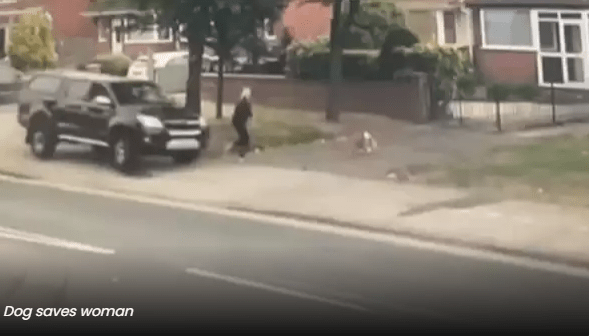 Dog Saves Owner's Life in Dramatic Encounter with Speeding Car