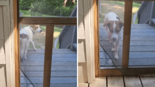 Dog's 'DIY door hack' impresses people on the Internet