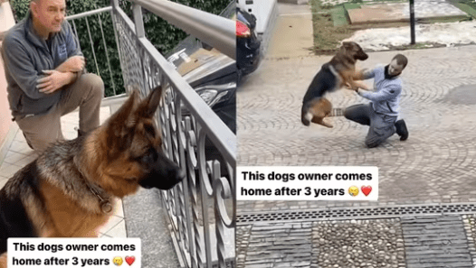Dog's Delightful Excitement upon Seeing Pet Parent After Three Years, Watch