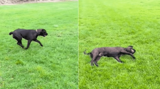 Dog's Dramatic Celebration After Catching a Ball Captivates Viewers