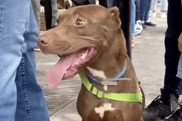 Family Reunites with Missing Dog at Adoption Event