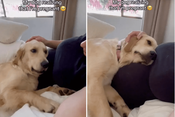 Golden Retriever's Emotional Response to Owner's Moving Pregnant Belly Leaves TikTokers in Tears