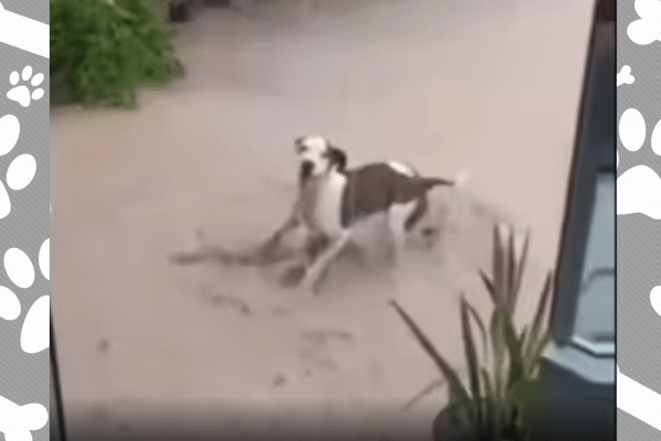 Heartwarming Dog's Rainy Day Dance Will Melt Your Heart