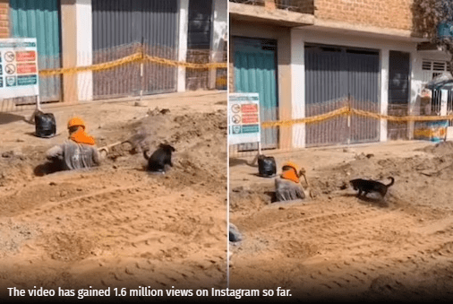 Heartwarming Video Dog Assists Construction Worker, Touches Netizens