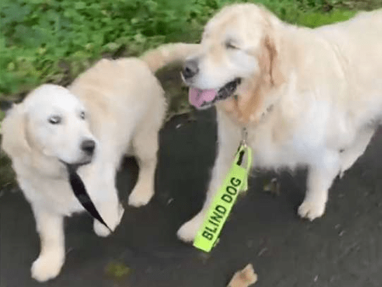 Heartwarming Video Golden Retriever Guides Blind Dog