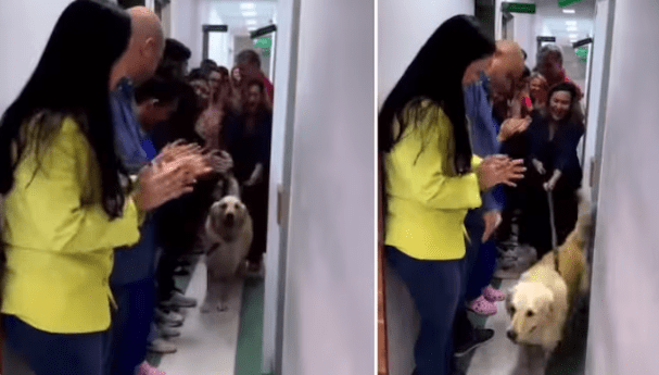 Injured Dog Returns Home After 3 Surgeries, Receives Touching Farewell