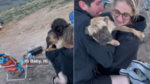 Lost Dog Reunites with Owners in Tear-Jerking Video