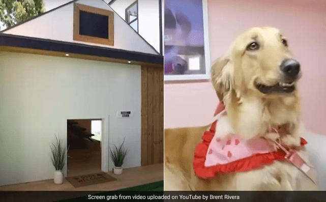 Man Builds ₹16 Lakh Pet House for Dog's Birthday, Netizens Praised