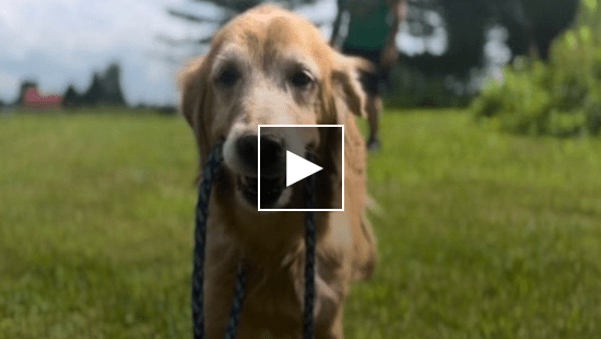 Online Outrage Over Senior Dog's Heartbreaking Shelter Surrender