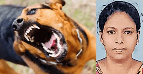 Rabies Claims Life of Kerala Woman Known for Feeding Stray Dogs
