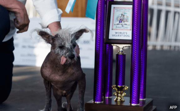 Scooter Takes Home the Title of the World's Ugliest Dog 2023