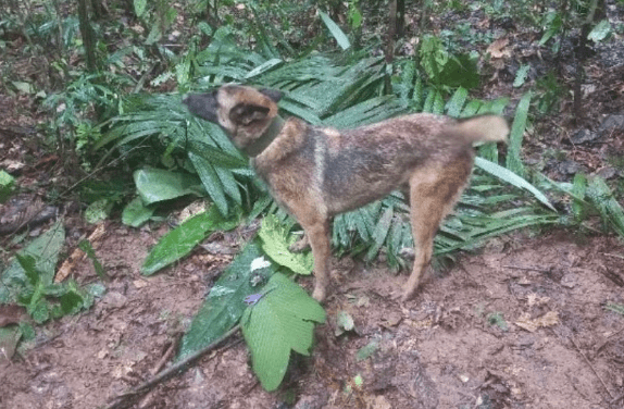 Search Continues for Lost Rescue Dog Wilson in Colombia Plane Crash